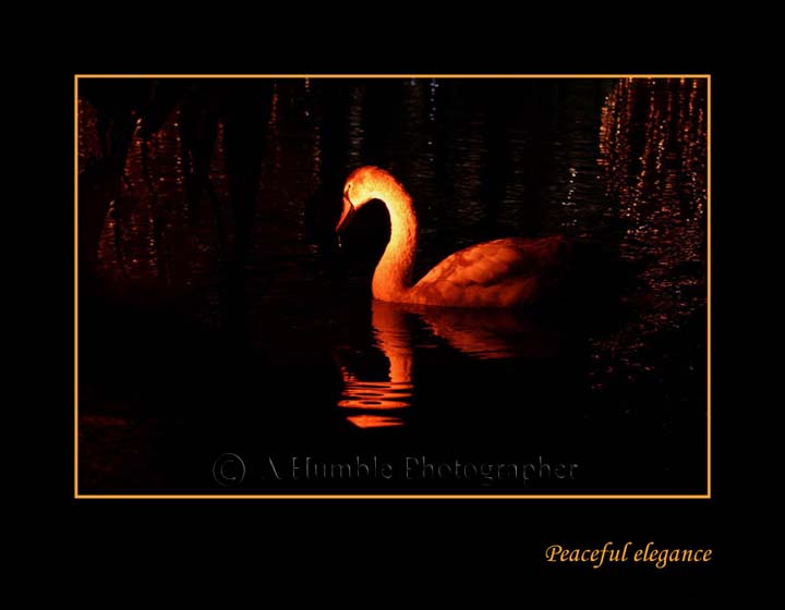 Peaceful Elegance