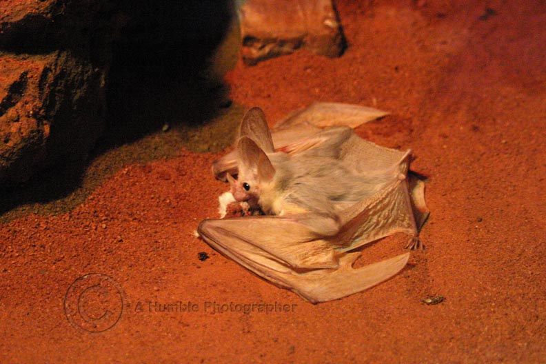Ghost Bat