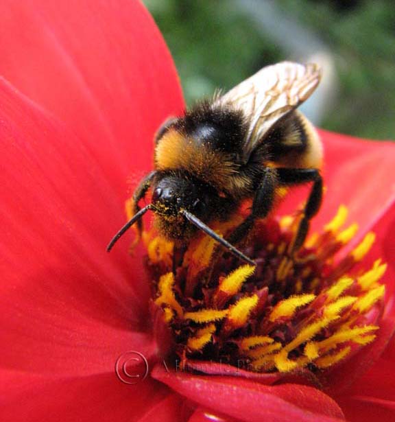 Bee - Macro